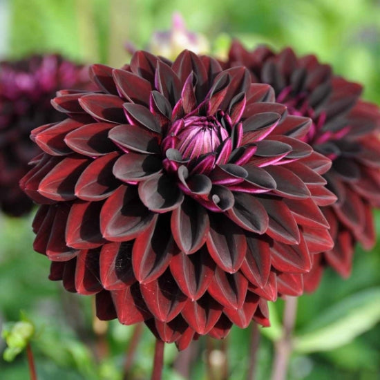 Potted Jowey Midnight plant in 5.5L pot showing dark, almost black foliage