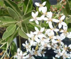 Olearia traversii 3L