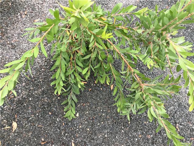 Callistemon citrinus 3ltr