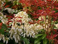 Pieris japonica 'Red Mill' 23cm
