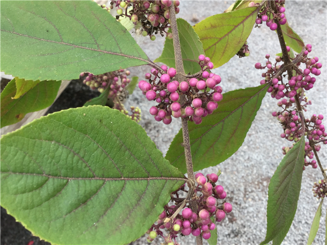 Callicarpa bodinieri 'Profusion' 175+