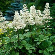 Rodgersia aescuifolia 3ltr