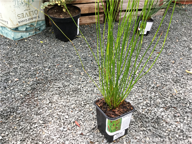 Baloskion Tetraphyllum 9cm