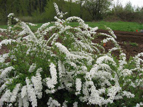 Spiraea nipponica Snowmound 3L compact mound of arching stems with many white flowers at Pengelly Garden Centre Cornwall