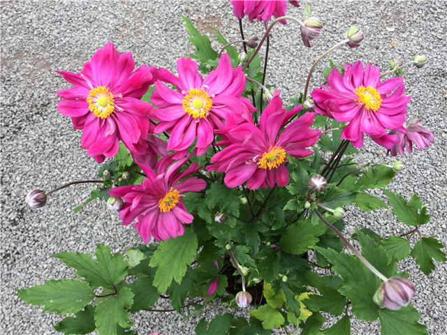 Anemone hupehensis var. japonica 'Bressingham Glow' 3L