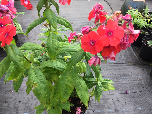 Phlox Orange Perfection