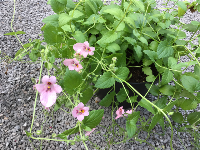 Diascia vigilis 3L