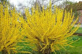 Forsythia x intermedia 'Weekend' 12ltr