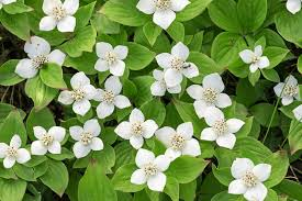 Cornus canadensis 3Ltr