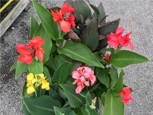 Canna 12cm