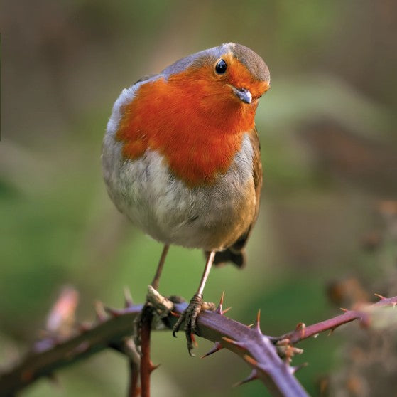 The Eco-Friendly Card Co Wildlife trust Robin Blank