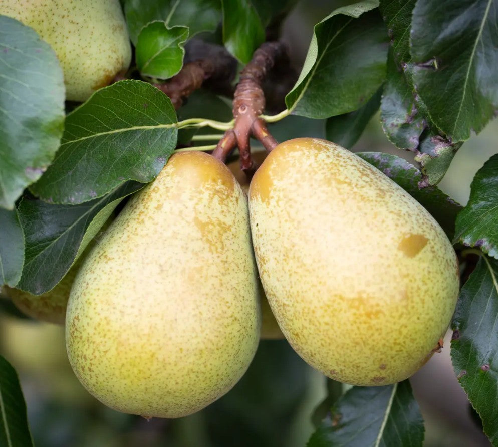 Pear (Pyrus) Beth 12L