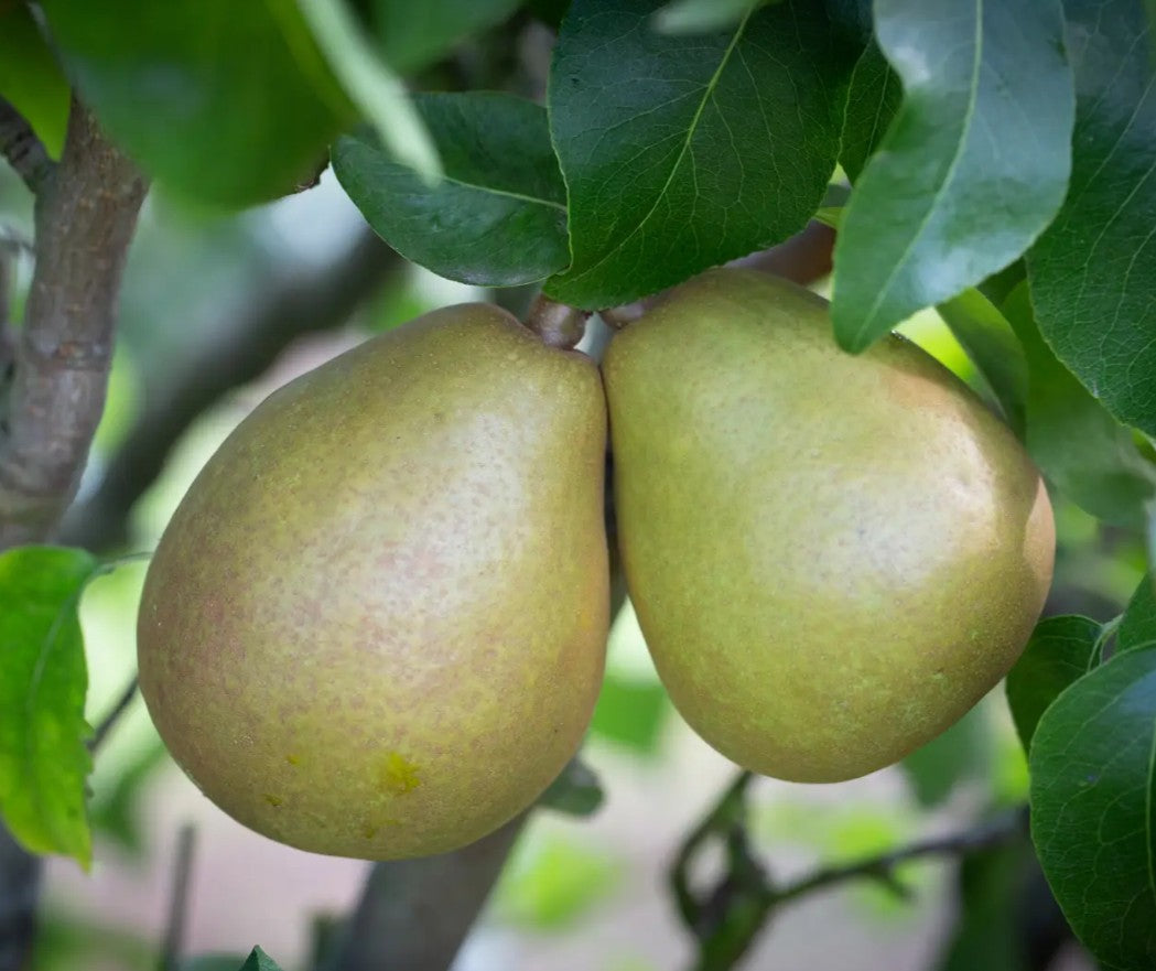 Pear (Pyrus) Beurre Hardy 12L