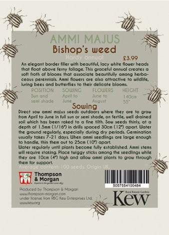Thompson & Morgan Kew 'Ammi Majus Bishop's Weed' seeds
