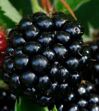 Blackberry 'Bedford Giant' 3Ltr