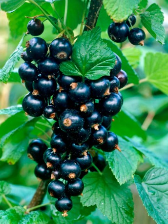 Blackcurrant Black Bells Organic 13cm