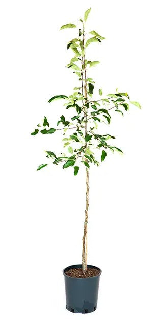 Apple (Malus) Blenheim Orange — Half-Standard, 12L Container, MM106