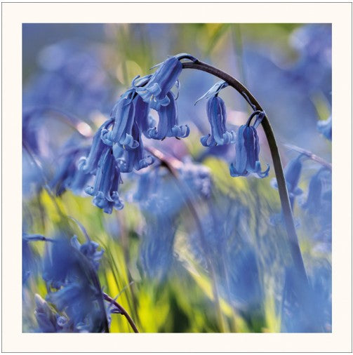 Bluebell Stem Eco-Card