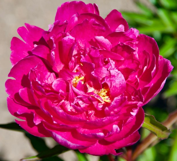 Paeonia Lactiflora 'Bunker Hill' 2Ltr
