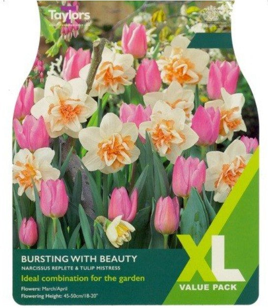 Taylors Bulbs Bursting with Beauty (12)