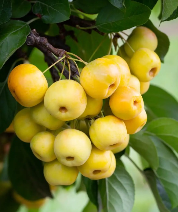Malus Butterball — Patio — 11.5L container