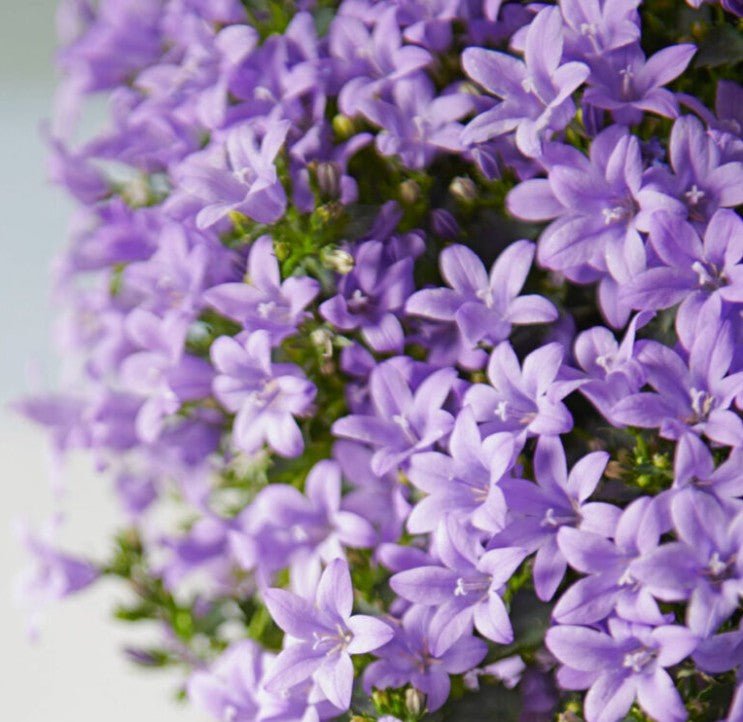 Campanula Ambella Pink