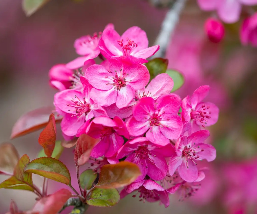 Malus Cardinal — 12L Container