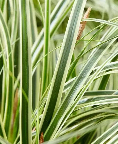 Carex oshimensis 'Evercream' 2Ltr