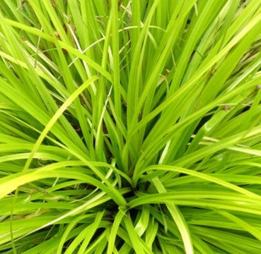 Carex oshimensis 'Evercream' 5ltr