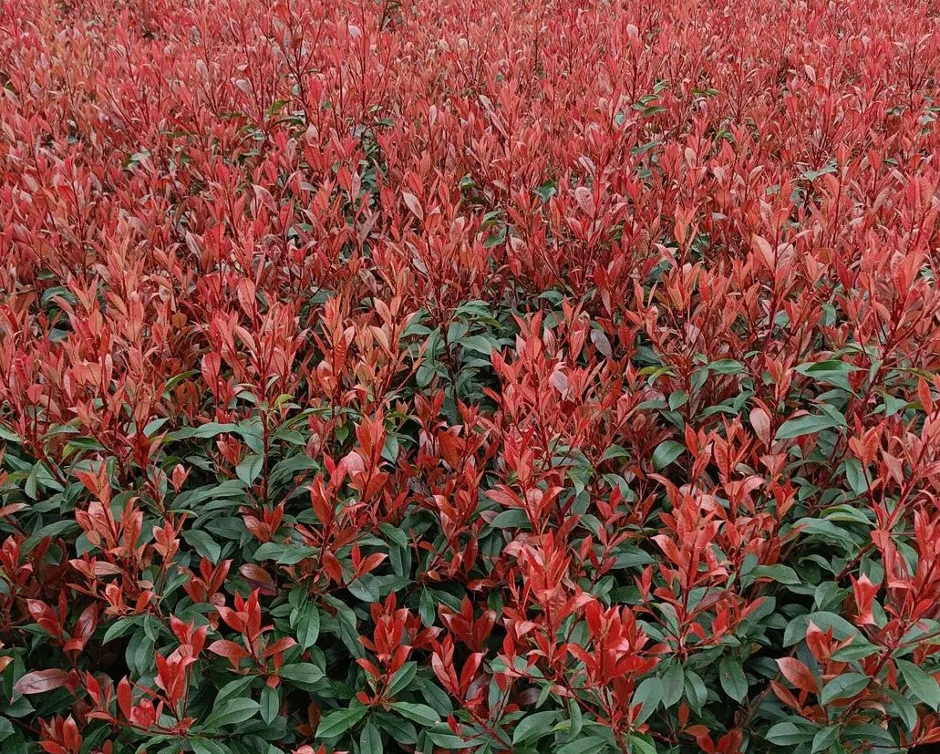 Photinia x fra Carré Rouge — 12L Container