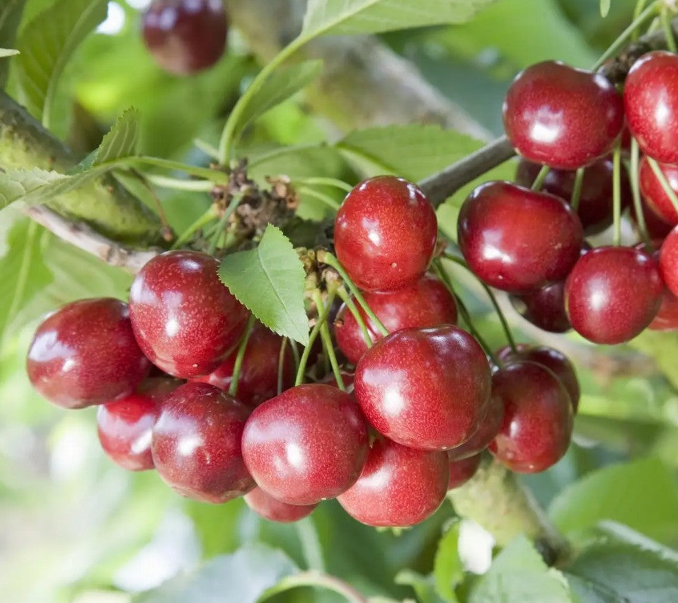 Cherry (Prunus) Celeste® Gisela 5®