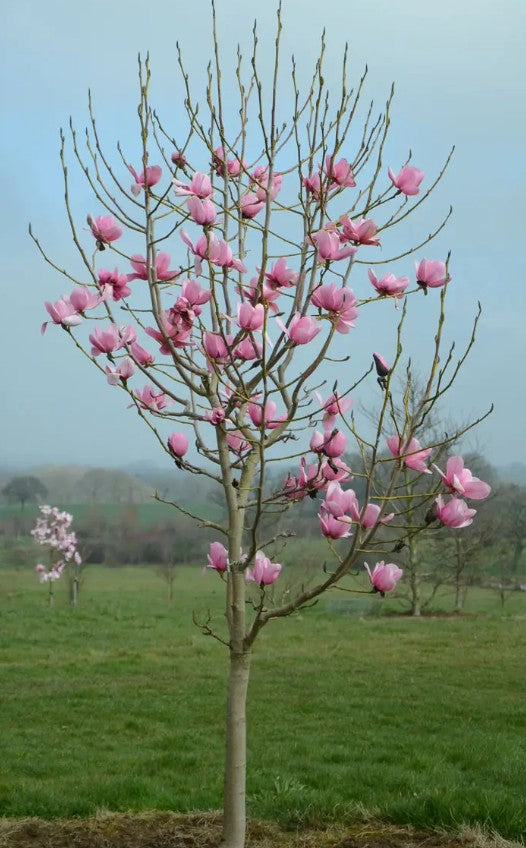 Magnolia cam Charles Raffill (Pink/Purple) — 12L Container