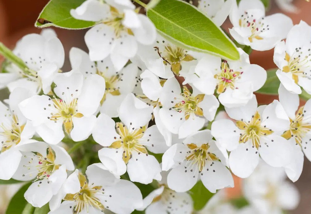 Pear (Pyrus) Concorde 12L