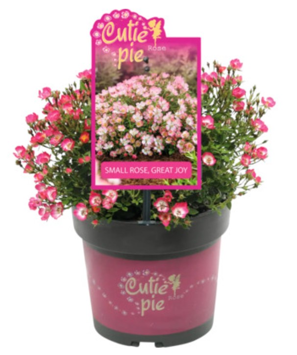 Rosa 'Cutie Pie' 2ltr