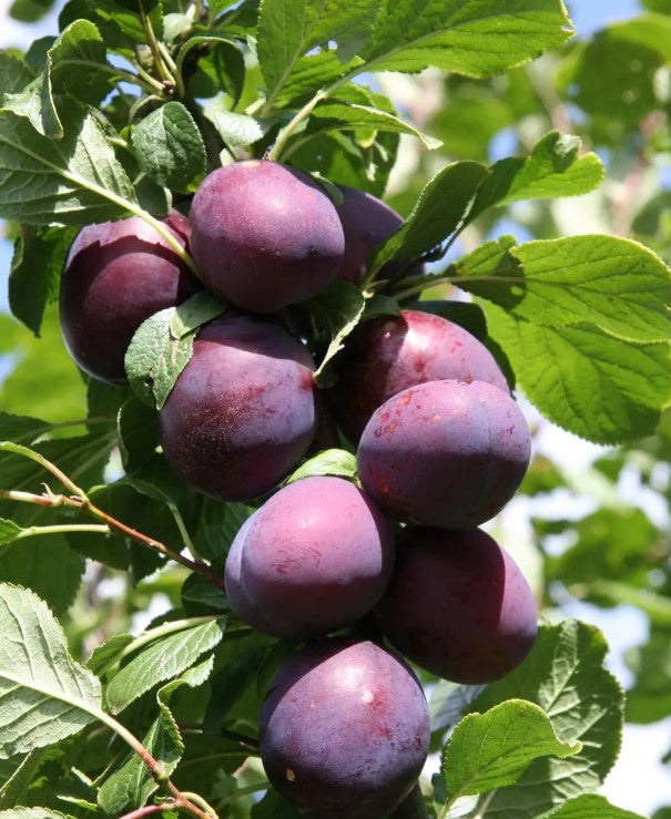 Plum (Prunus) Czar 12L