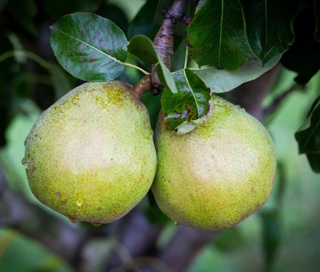 Pear (Pyrus) Doyenne du Comice Half Standard