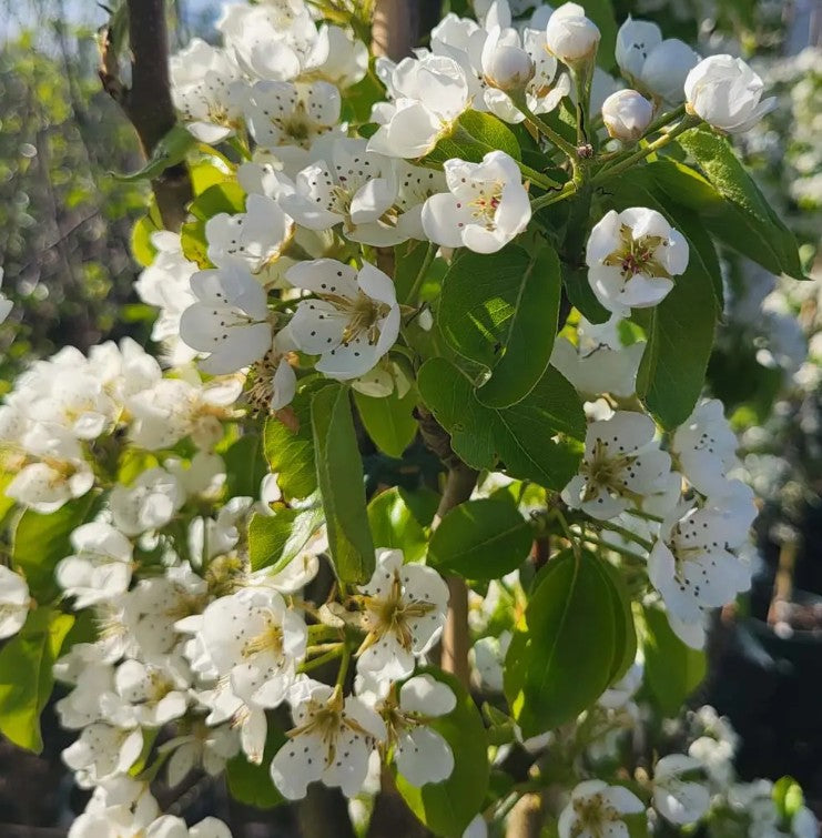 Pear (Pyrus) Doyenne du Comice
