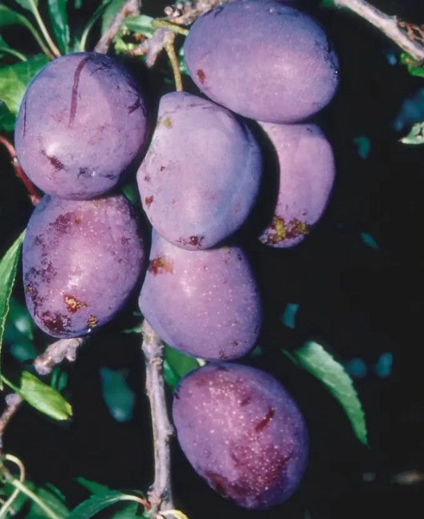 Plum (Prunus) River's Early Prolific 12L