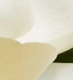 Magnolia gra Ferruginea (White) — 12L Container