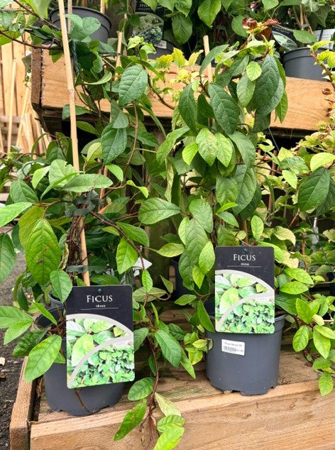 Ficus Tikoua 2Ltr