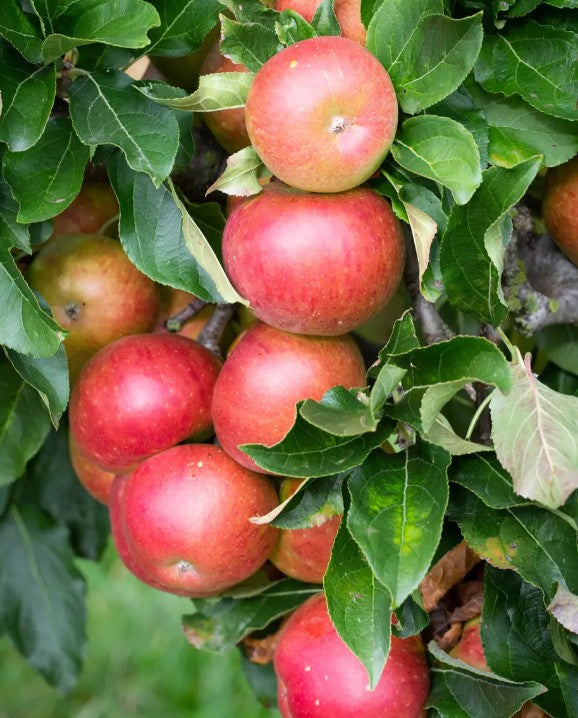 Apple (Malus) Fiesta — Bush, 12L Container, MM106