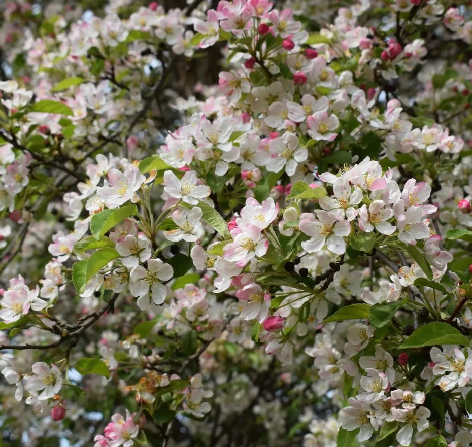 Malus floribunda — 12L Container