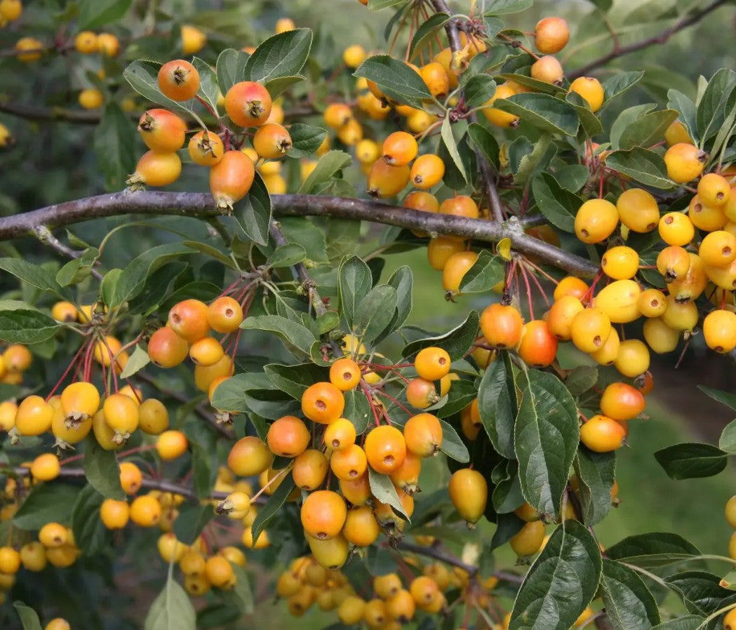 Malus Golden Gem — 12L Container