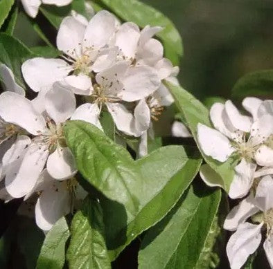 Malus Gorgeous — 12L Container