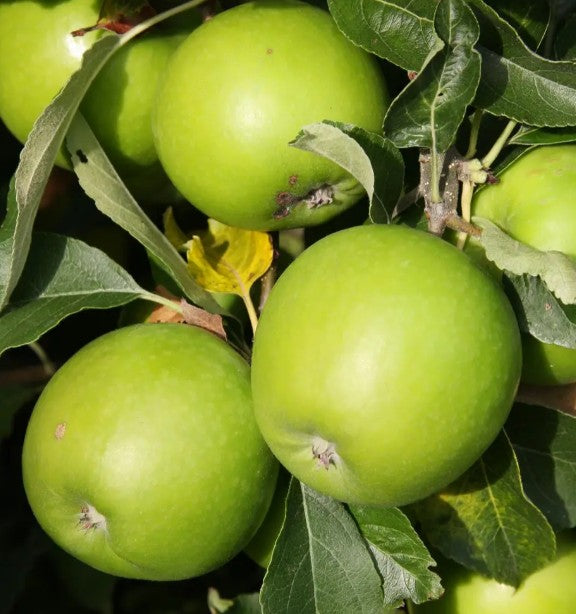 Apple (Malus) Granny Smith MM106