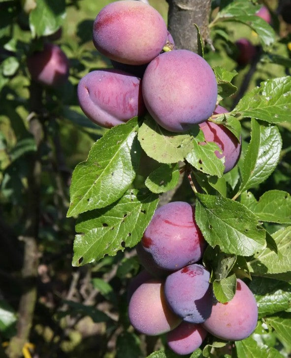 Plum (Prunus) Guinevere 12L
