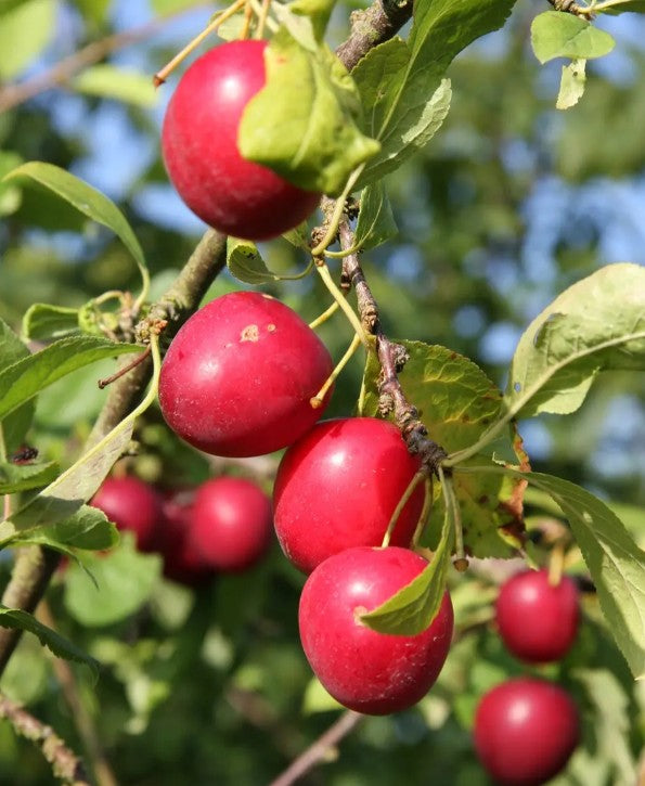 Mirabelle (Prunus) Gypsy 12L