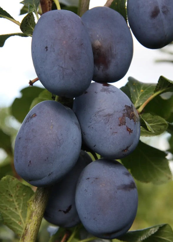 Plum (Prunus) Haganta® 12L