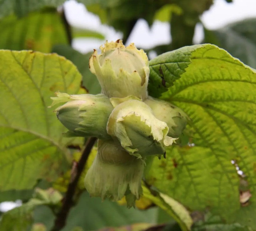 Hazel (Corylus) Hall's Giant 7L