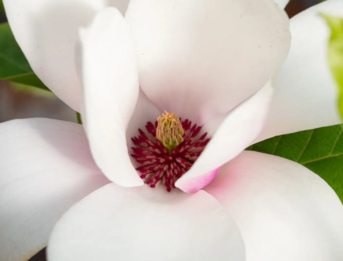 Magnolia Heaven Scent (Pink) — 12L Container